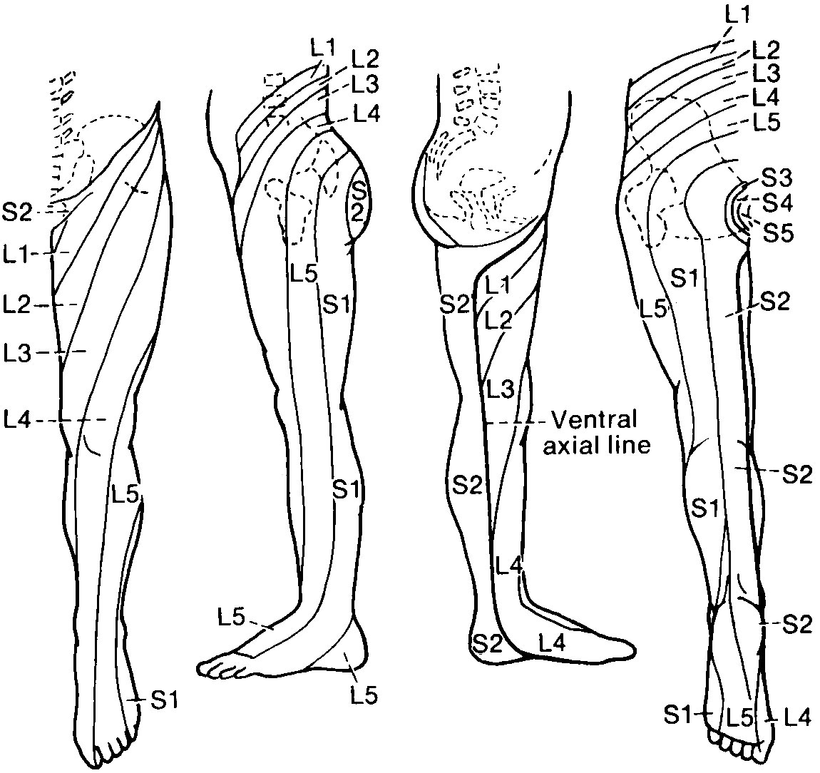 Lower Leg Dermatome Chart